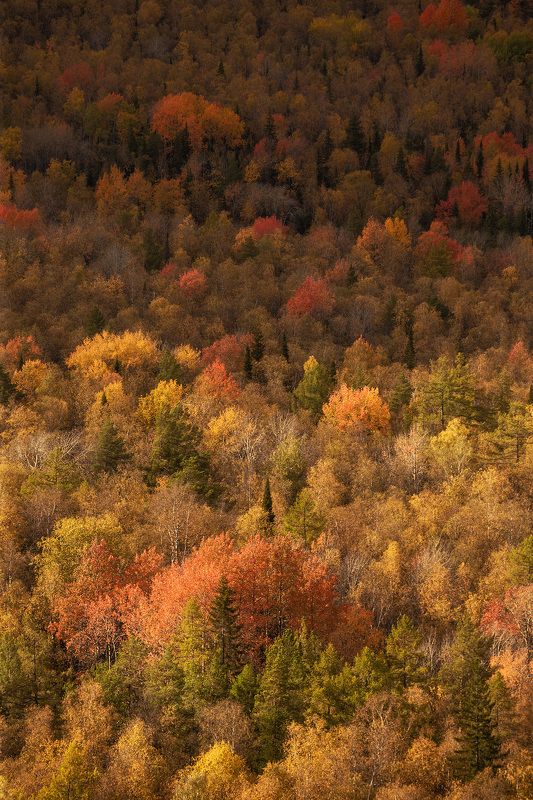 Урал Уральский бархат photo preview
