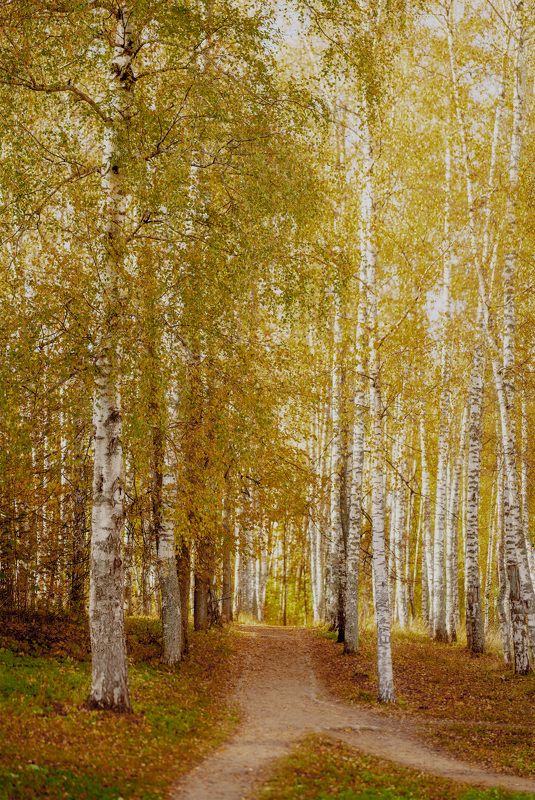 #landscape #autumn #пейзаж #осень photo preview