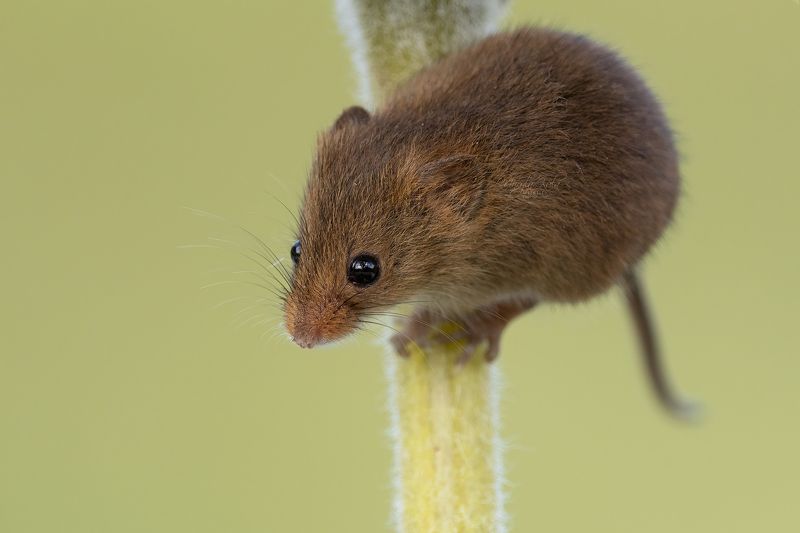harvest mouse, mouse, rodent, animals, nature, wildlife, canon Harvest Mousephoto preview