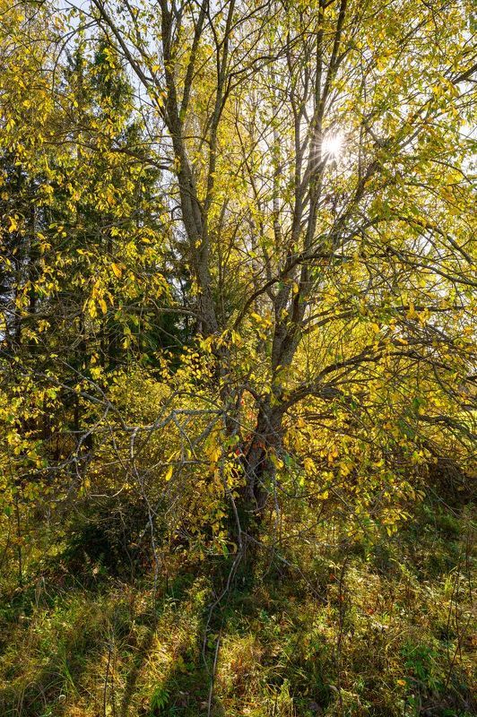 autumn, field, sunlight, leaf, foliage, birch, sunset, grass, meadow, tree, backlight ***photo preview