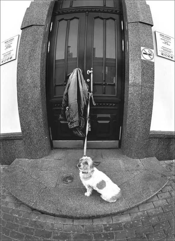 Привязанная собакаphoto preview