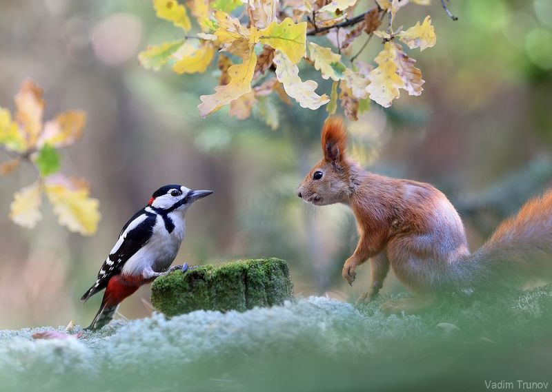 белка, дятел Кто украл мои жёлуди?photo preview