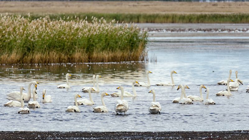 птицы, стаи, лебедь, кликун, осень, В стаи птицы собираются (6 ФОТО)photo preview