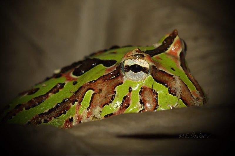 Argentine horned frog, Ceratophrys ornata, Frog, Амфибии, Лягушка, Рогатка украшенная Сижу ,на вас гляжу !!!photo preview