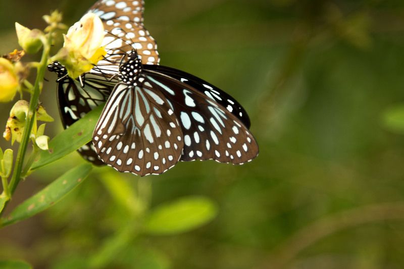 Ajesh Janardanan, India