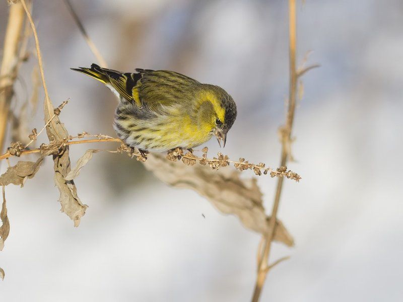 чиж, Чиж.photo preview