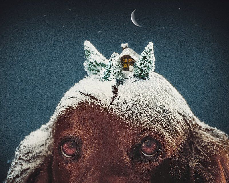 собака, сеттер, арт, снег, глаза, сказка, фантазия,  Новогодняя фантазияphoto preview