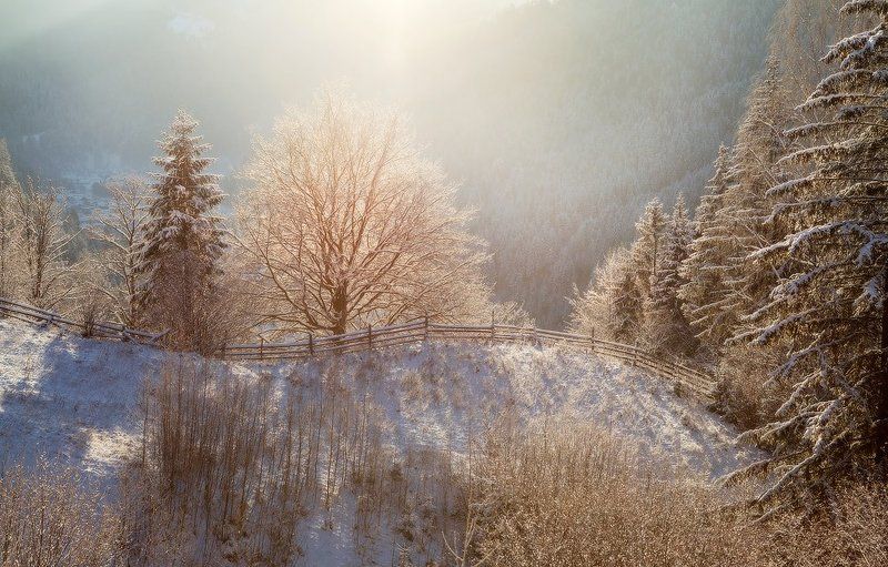 карпаты, природа, утро, дерево, пейзаж, зима, панорама, рассвет, лес, украина освещенный холмphoto preview
