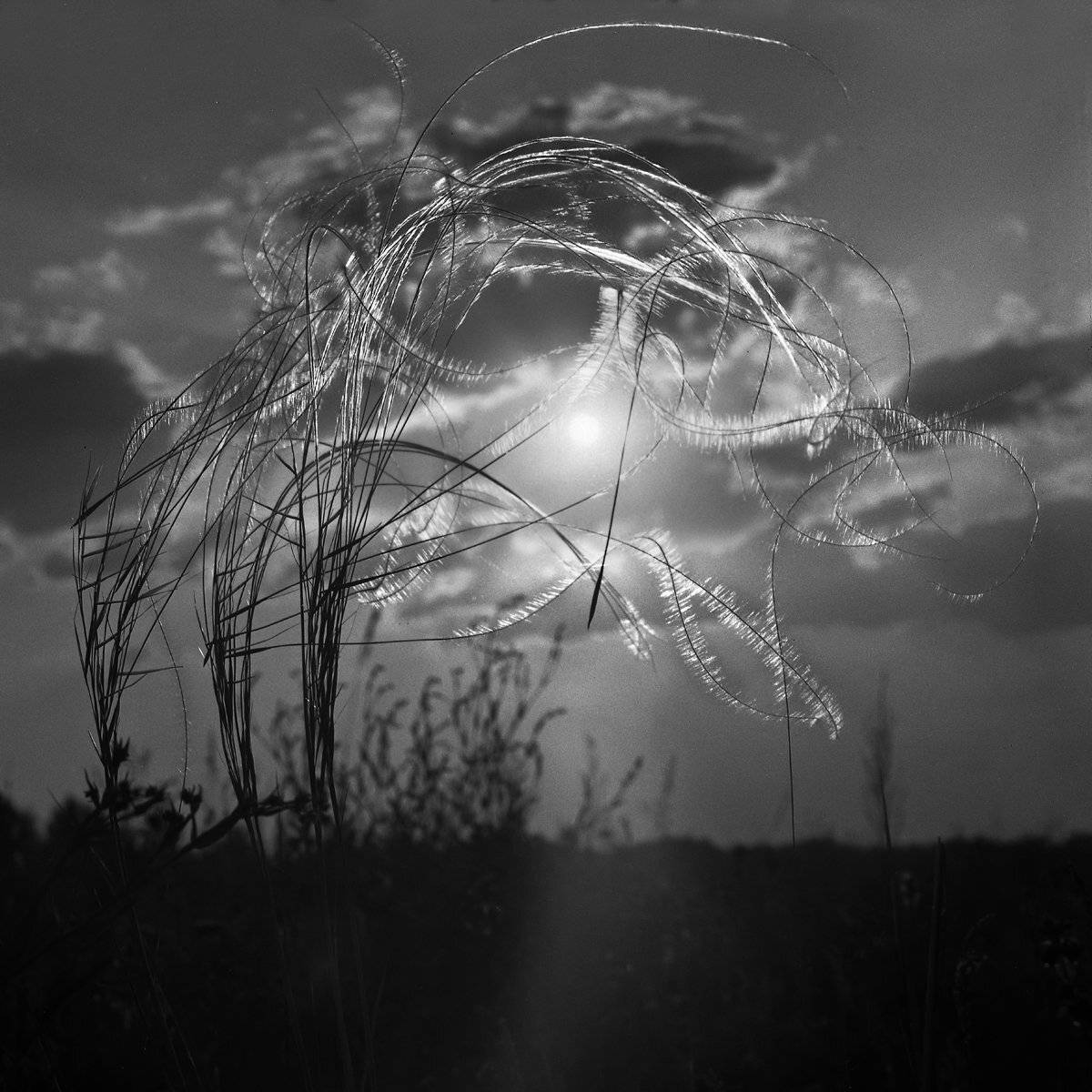 "Ковыль на закате". Автор: Александр Резников вечер., закат., ковыль., Александр Резников