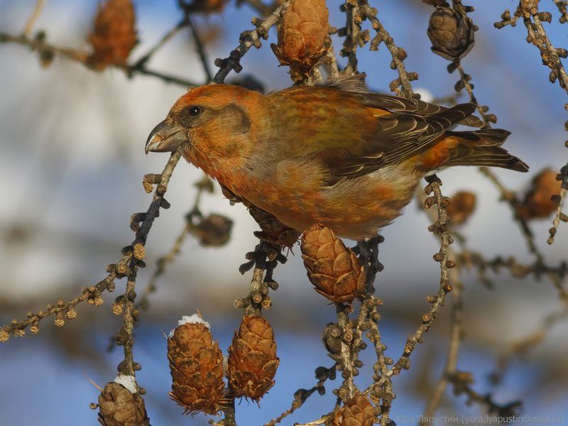 Crossbill.photo preview