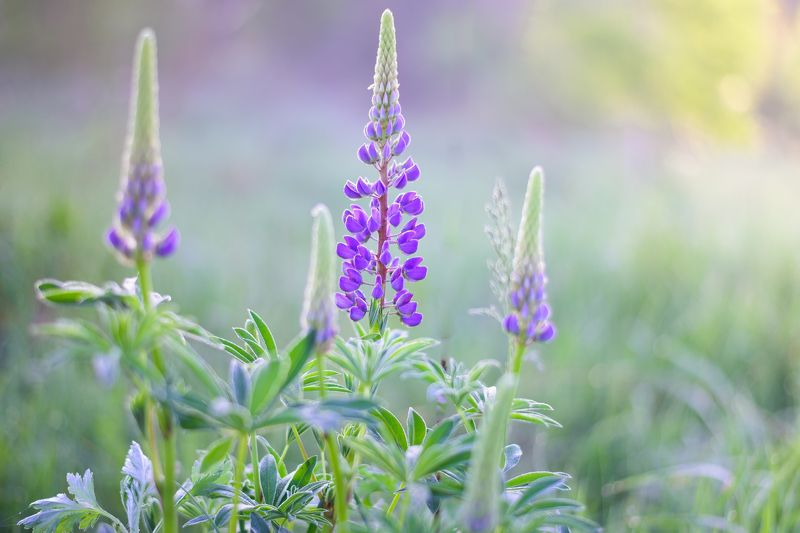 летнее утроphoto preview