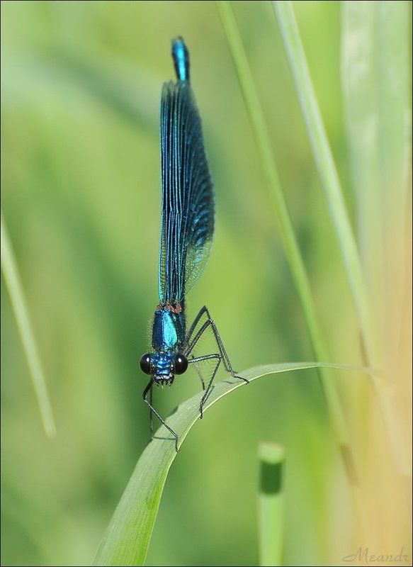 стрекоза Красотка-девушкаphoto preview