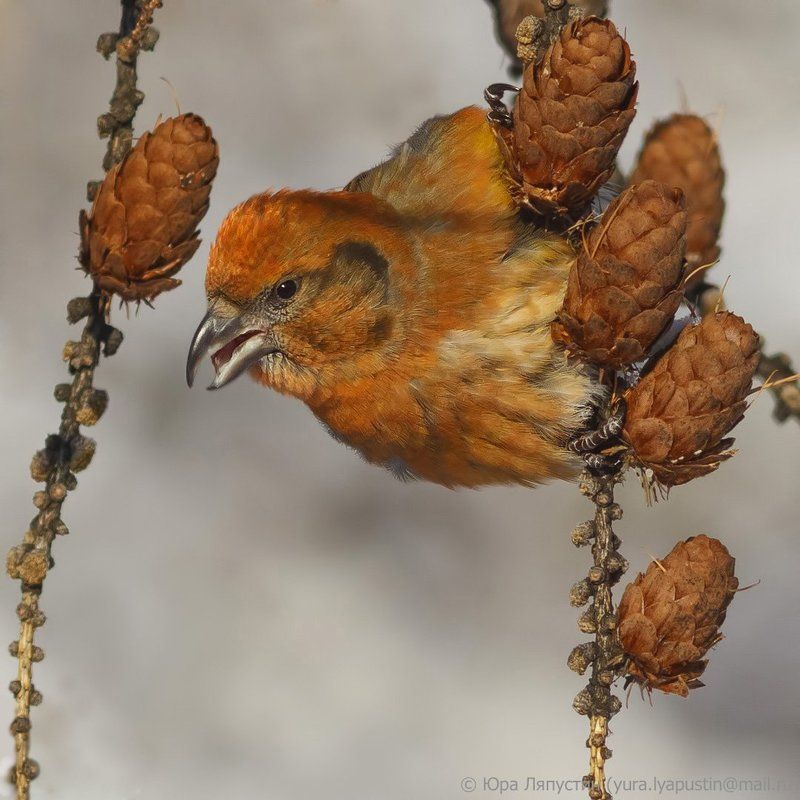 Клёст ***photo preview