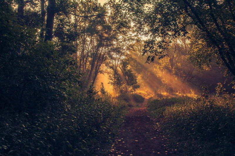 Утром в лесу! photo preview