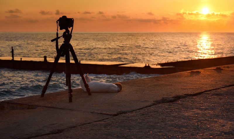 кот, море, набережная -Пошли лучше рыбы наловимphoto preview