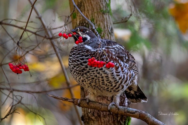 птицы Завтрак рябчика.photo preview
