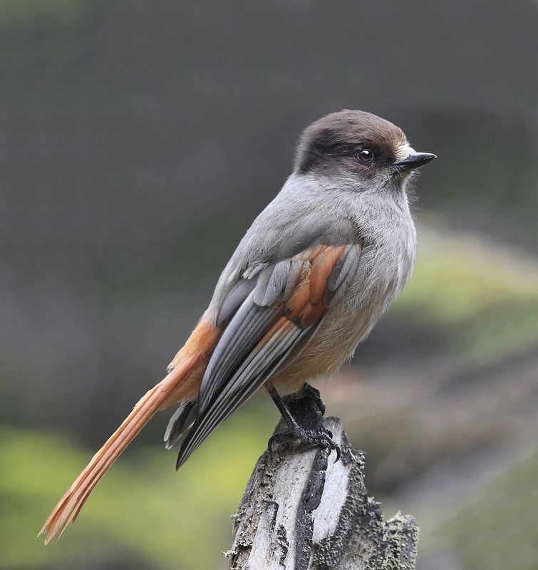 кукша Кукшаphoto preview