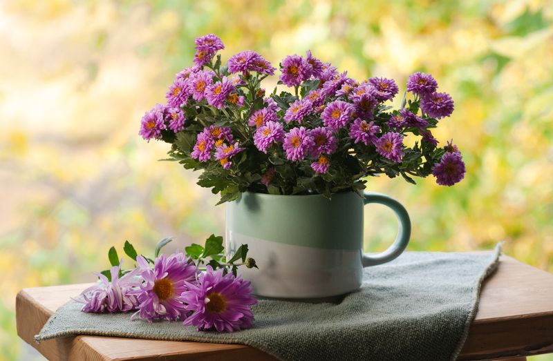 Хризантемы - это осень ....photo preview