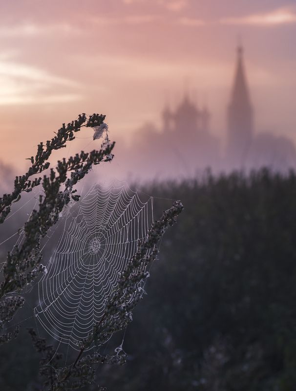 утро,лето,рассвет,паутина,пейзаж,август на рассвете фото превью