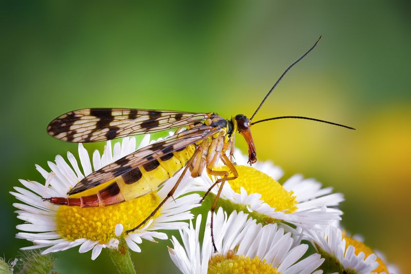 Скорпионницаphoto preview
