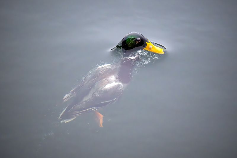 Аквалангист.photo preview