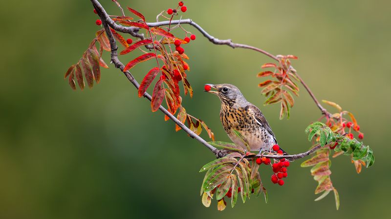 Дрозды и вороны)photo preview