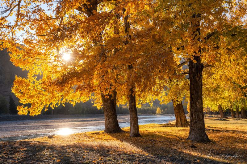 altay, lake, mirror, water, landscape, autumn, trees, outdoor ***photo preview