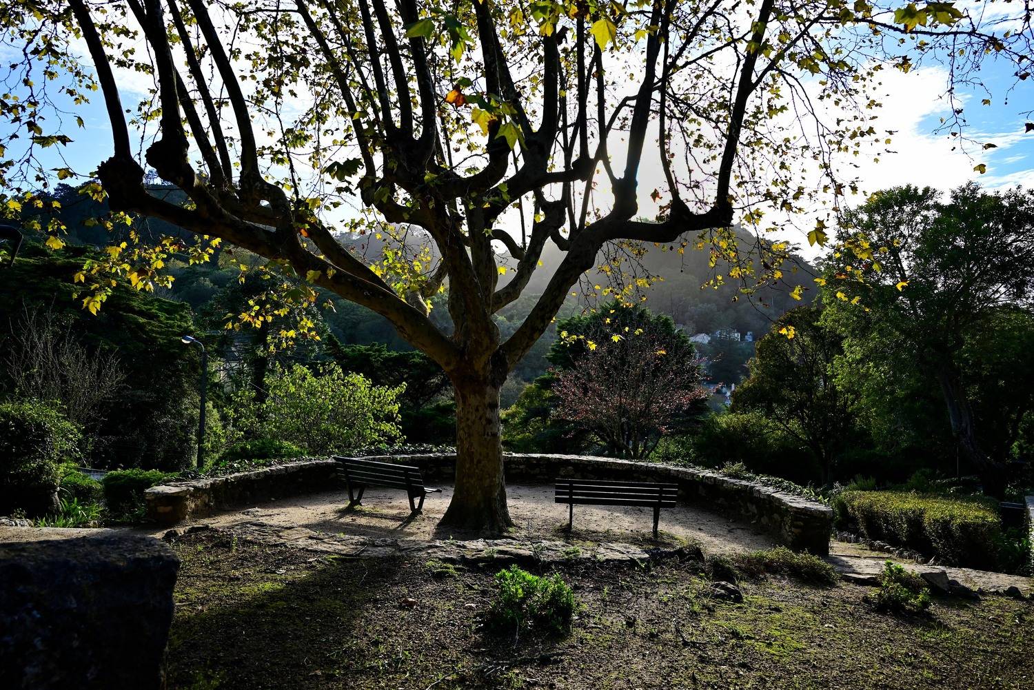 Garden in Sintra. Автор: Machado Carlos Landscapes, Nature, Gardens, , Machado Carlos