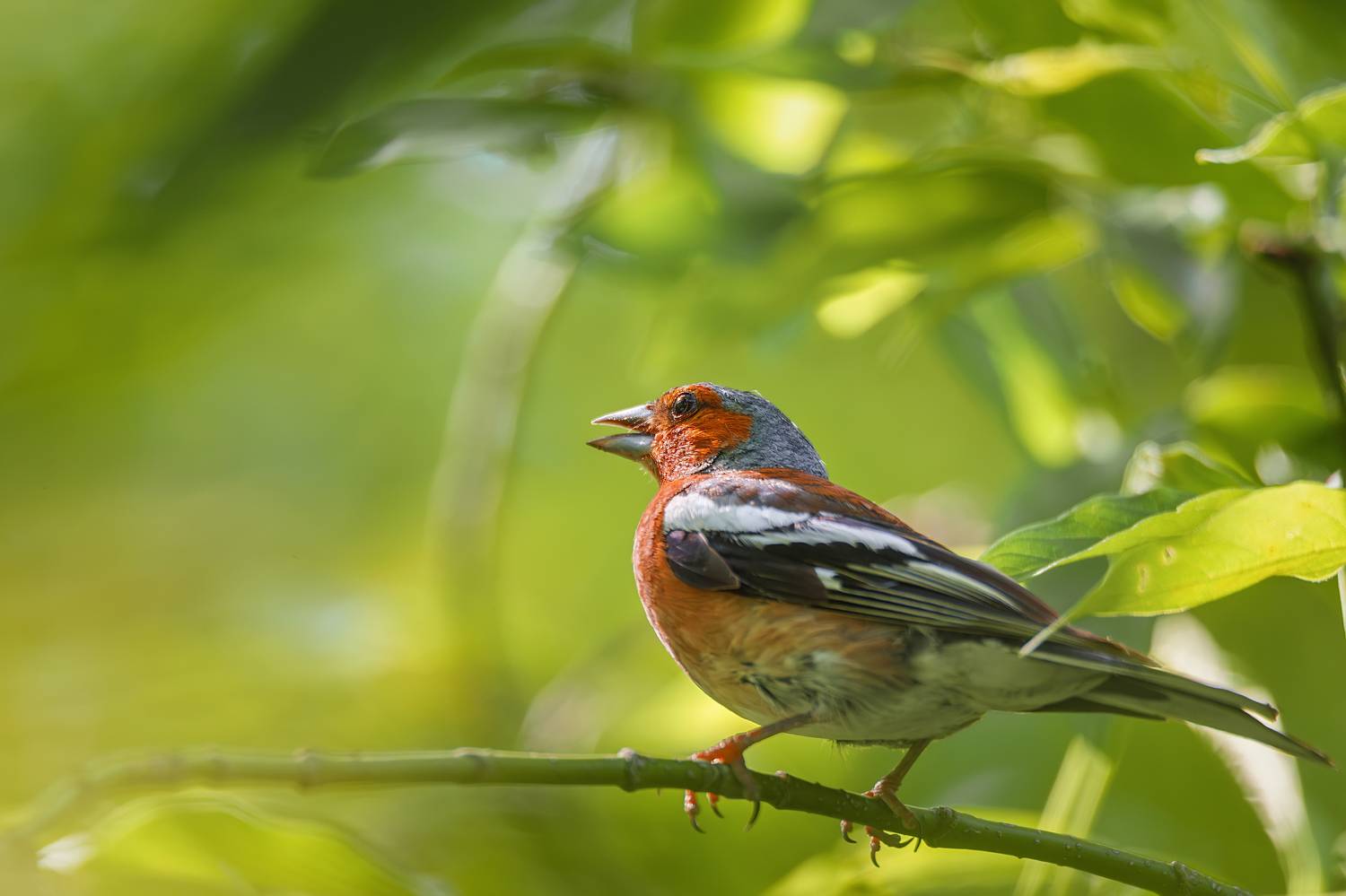 , Корнеев Алексей