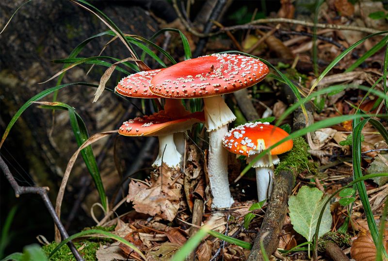 Червени Мухоморкиphoto preview