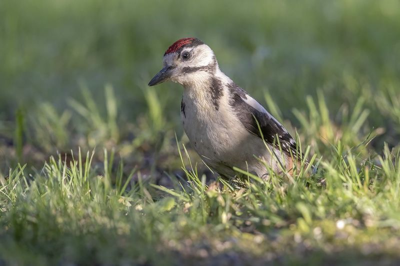 Птицы, Подмосковье ***photo preview