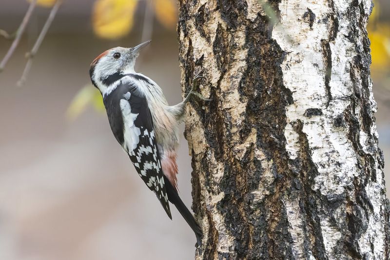 птицы, подмосковье ***photo preview