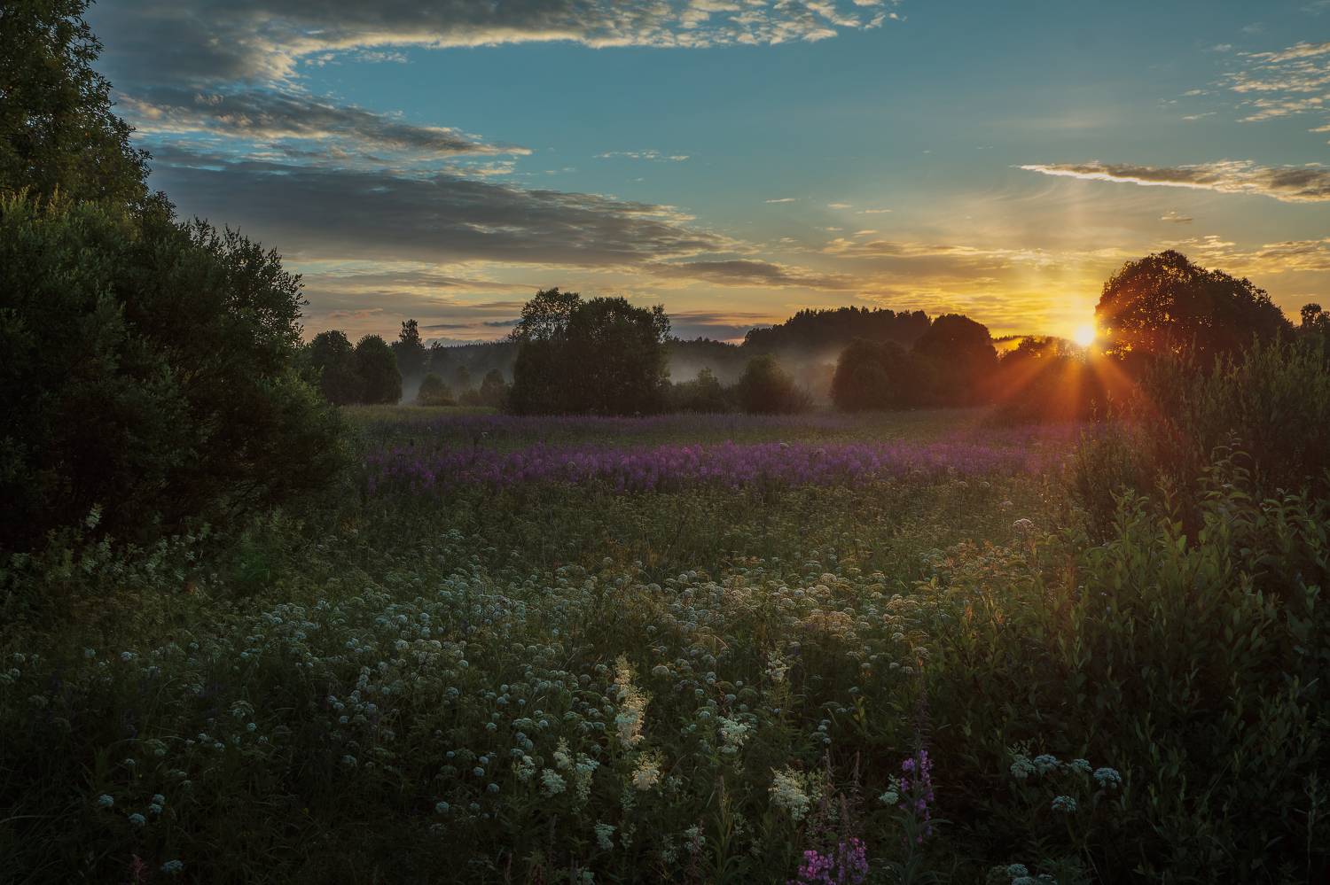 Лучики на прощанье. Автор: Светлана Холодняк поле, вечер, закат, облака, солнце, луч, травы, цветы, цветение, лето, Светлана Холодняк