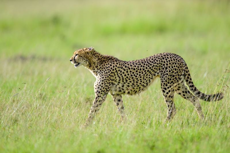 Грацияphoto preview