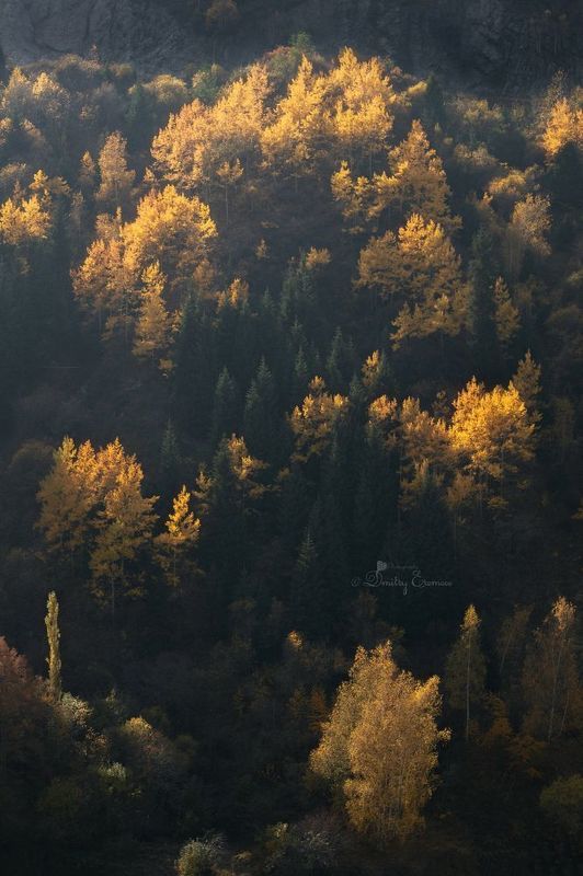 осень пейзаж природа деревья ели Октябрьские зарисовки... фото превью