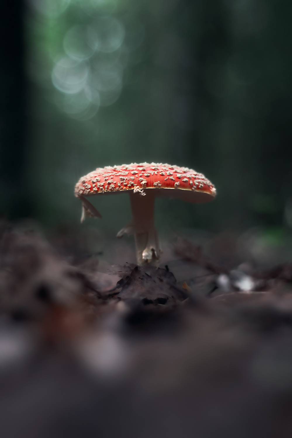 Мухоморовы тропинки. Автор: Обидина Мария макро, лес, природа, pentacon, mushrooms, nature, forest, macro, Обидина Мария