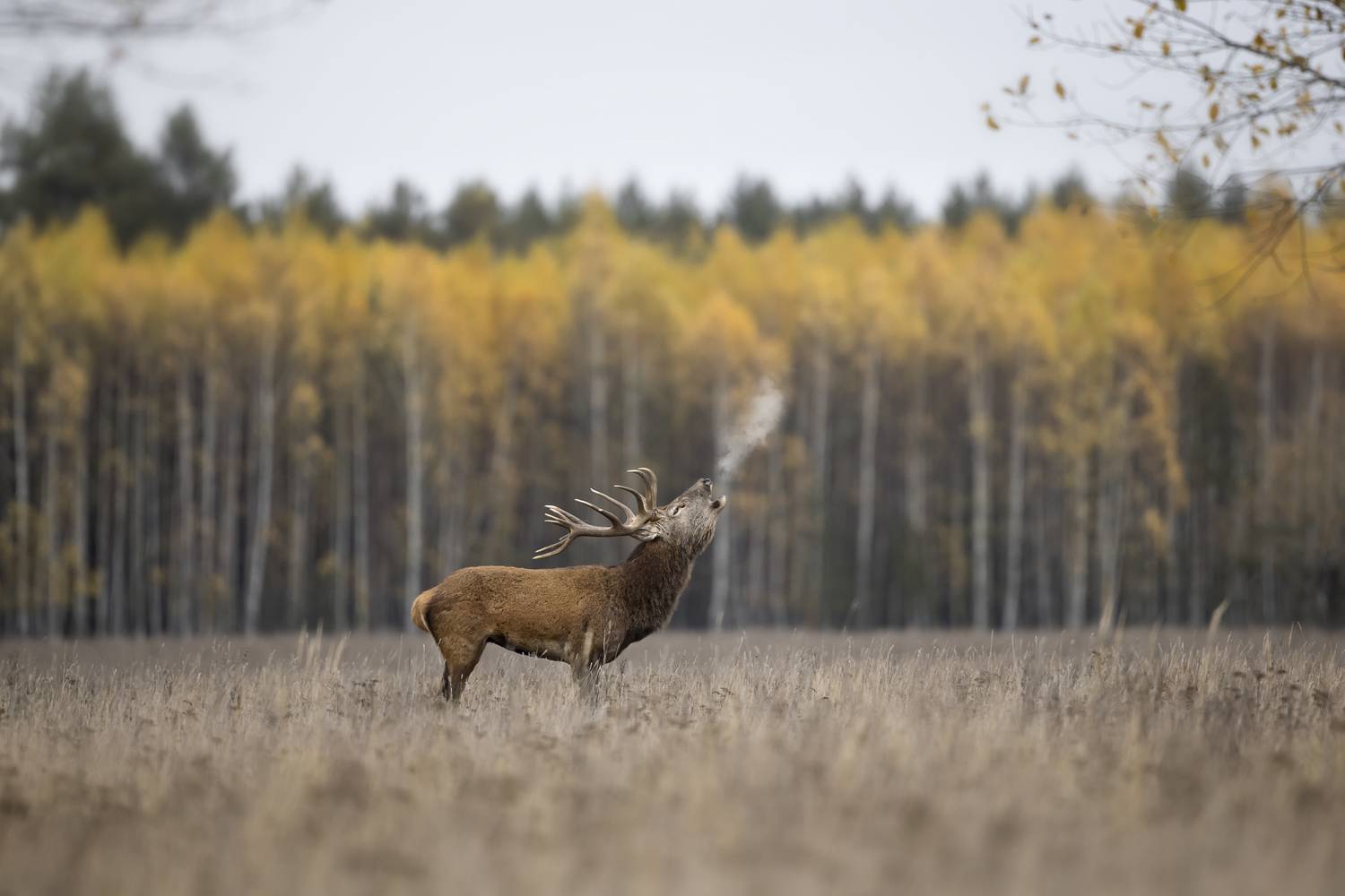Благородный олень. Автор: Lozhkin Vyacheslav , Lozhkin Vyacheslav