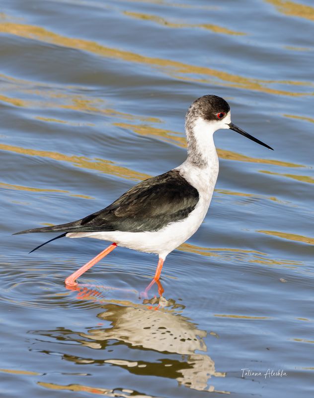 птицы Ходулочник (himantopus himantopus)photo preview