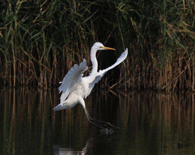 большая белая цапля, цапля, ardea alba, great egret Мягкая посадкаphoto preview