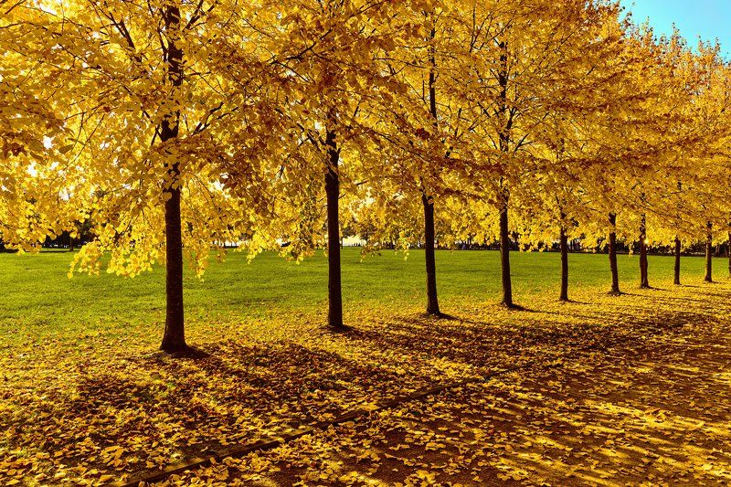 парк, осень, золотая осень, липа, аллея, Янтарный сонphoto preview