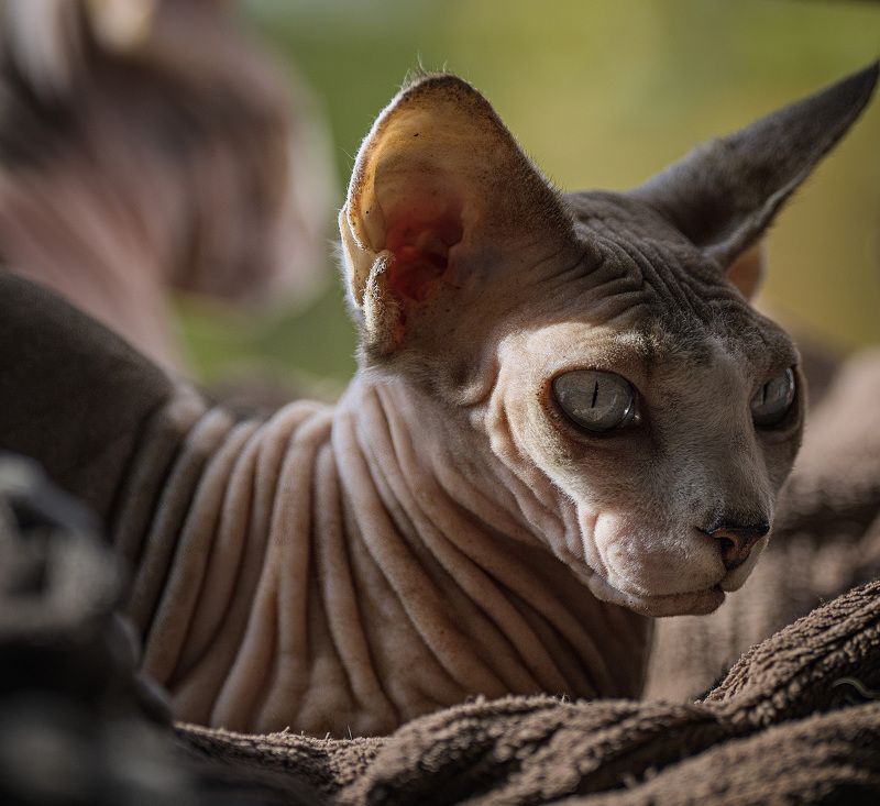 кошка глаза сфинкс  Одна из наших красавицphoto preview