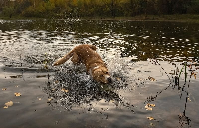 осень, сибирь, животный мир, купание, собака, желтые листья Пес, который любит купатьсяphoto preview