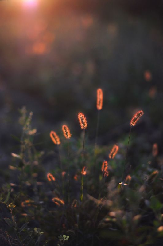 осень, травы, вечер, закат Октябрьский вечер photo preview