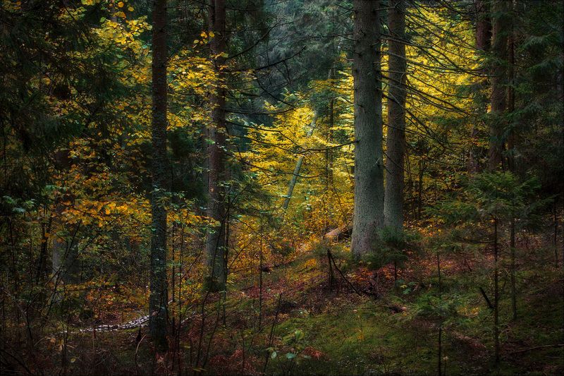 Осень в еловом лесу фото превью