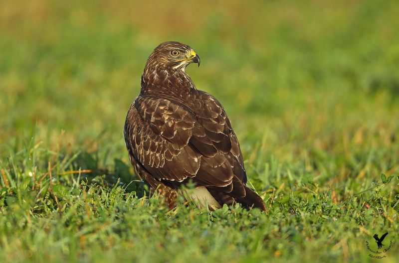 мохноногий, канюк, или, зимняк. Ранним солнечным утром.photo preview