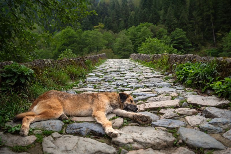 Утомилсяphoto preview