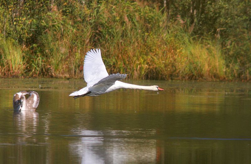 Лебедиphoto preview
