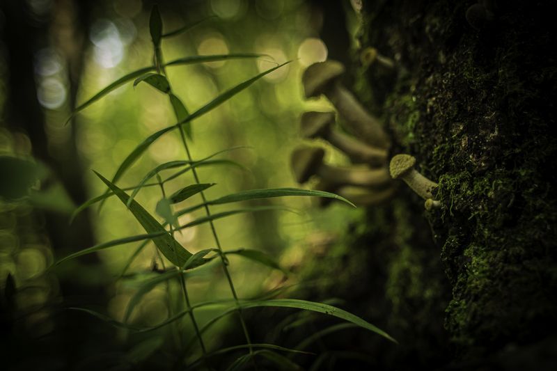 природа В лесуphoto preview