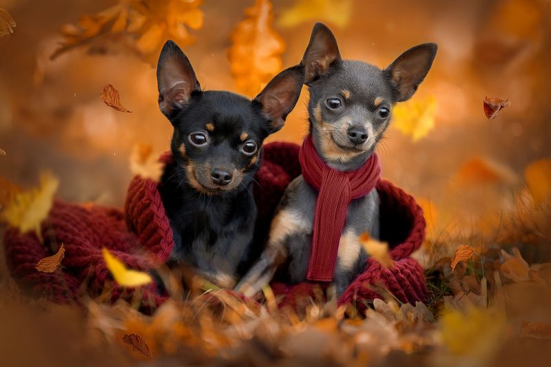 Малышиphoto preview