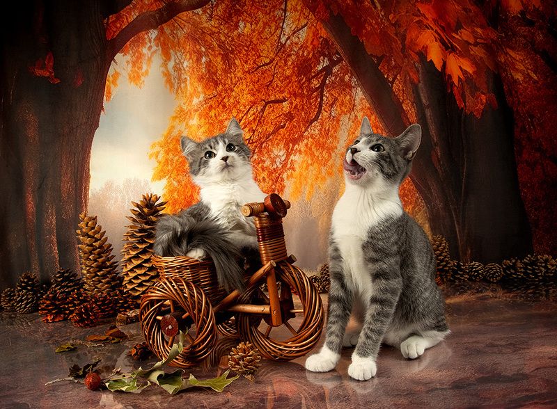 котята, kittens, домашнии питомцы, cat, кот, кошка, осень, fall Autumn Kittens - Осение Котикиphoto preview